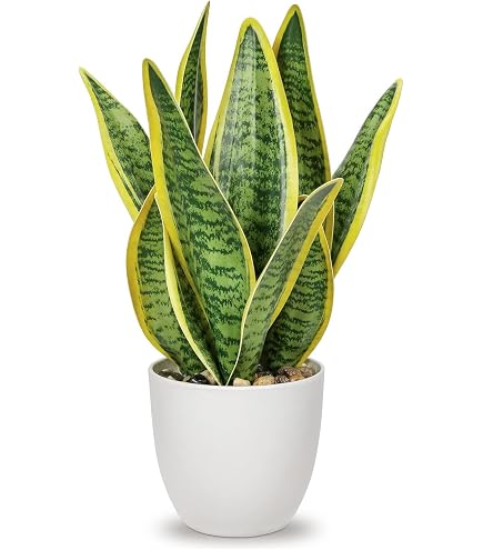 Amazon｜IKEA/イケア FEJKA/フェイカ：人工観葉植物170 cm