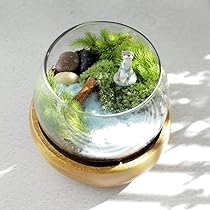 Amazon｜苔テラリウムキット リスフィギュア付き [ギフト 箱庭