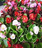 【特選花苗セット販売】ベゴニア　センパフローレンス　ミックス　２０ポットセット（３号）【まとめ売り】
