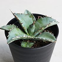 アガベ Blue cactus no.3 アガベ ブルーグロウ agave blue grow 【発根済】 | 多肉