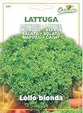 野菜の種 レタス（ラトゥーガ）・ロロビオンダ