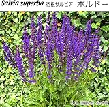 宿根サルビア スペルバ ボルドー10.5cmポット苗