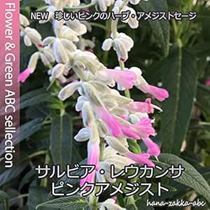 Amazon New人気のハーブ ピンクアメジストセージ サルビア レウカンサ 桃花3 5号苗 2株セット 人気の宿根草 ハーブ