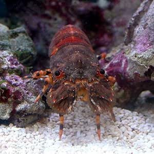 海水魚 エビ ヒメセミエビ 1匹 本州 四国限定 生体 海水魚 エビ ヒメセミエビ 1匹 本州 四国限定 生体
