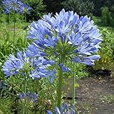 アガパンサス：バイオレットキング4号ロングポット[120cmの大型濃青品種] ノーブランド品