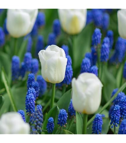 Amazon.co.jp: 畑地性カラー 球根 ミックス 5球 (無選別) / カラーの