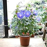 [エルフルール] 鉢花 琉球朝顔 クリスタルブルー