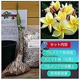 【希少なハイブリッド種】プルメリアのベアルート発根苗 ‘Moon Light'（大苗） 栽培セット【スリット鉢・プルメリア専用培養土・栽培説明書つき】