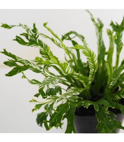 Amazon｜観葉植物 アスプレニウム アカキ 変異株｜観葉植物 オンライン通販