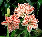 True Amaryllis Bulbs,Hippeastrum Bulbs bonsai flower bulbs Amarilis Rizomas Bulbos Barbados Lily pot