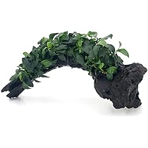 Amazon.co.jp: （水草）アヌビアスナナ プチ 流木付 DX（水上葉