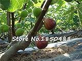 100スウィートハニー図種子 - 香り - キング図コートヤードSementesデ・フローレスフィグツリー盆栽植物稀なフルーツの種子