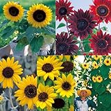 タキイ種苗 ヒマワリ ひまわりバラエティ 5種5袋セット
