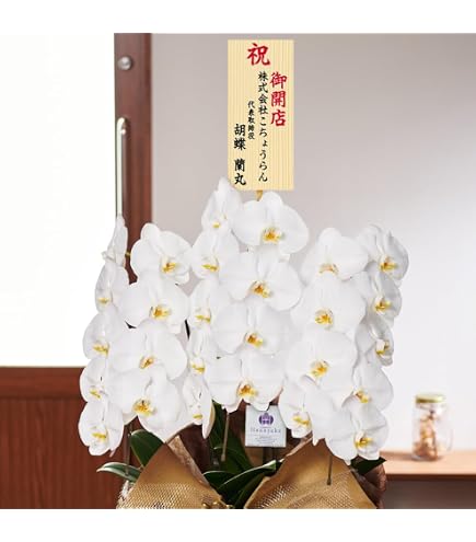 洋ラン 蘭 タケノコ蘭 Clowesia Queen no33 花付き Amazon｜洋ラン 蘭 タケノコ蘭 Clowesia Queen no33 花付き｜フラワー