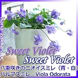 やわらかな陽ざし パルマすみれ 3.5号鉢【花苗】 【春の香り】 (青)