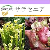 SAFLAX - サラセニア - 10 個の種。 - Sarracenia flava/S. purpurea - Mix
