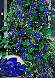 2016 New Arrival Blue Climbing Strawberry tree Seeds,rare Fruit Seeds For Home & Garden bonsai seeds