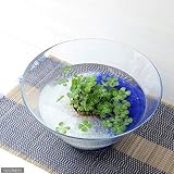 (水辺植物)私の小さなアクアリウム ～シャリシャリグラスの幸せムチカセット～ 本州・四国限定[生体]