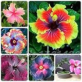 Promotion 200pcs Hibiscus seeds 24kinds HIBISCUS ROSA - SINENSIS Flower seeds potted planters for de