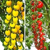 国華園　実生野菜苗　トマト　実生プチぷよセット　2種4株（各2株）【※発送が国華園からの場合のみ正規品です】