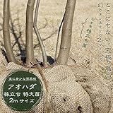 希少な落葉樹 青膚 ( アオハダ )　2.0m 株立ち 特大苗 【西濃運輸お届け】 【北海道、沖縄、離島不可】