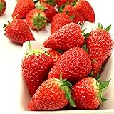 静岡県産 大粒 いちご きらぴ香（きらぴか） 約300g×2パック 苺 イチゴ 贈答用 ギフト