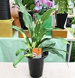 万年青（おもと）：オモト鉢植え：「宝船 宗石」