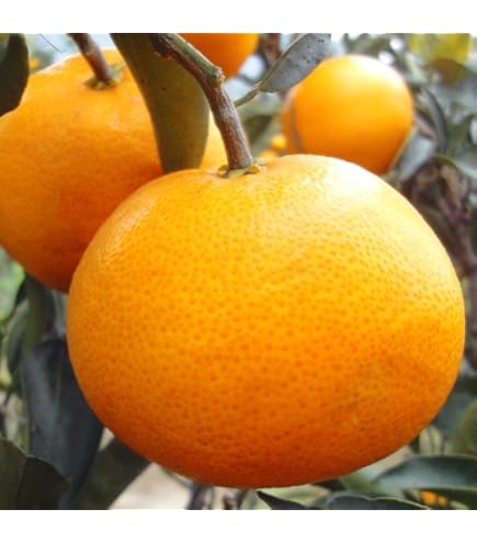 Amazon.co.jp: せとか みかんの苗木 ミカンの果樹苗 【6/20