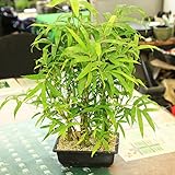 竹盆栽：大福竹（仏肚竹）3本仕立て*