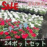 マルトヨの苗 大特価 ニチニチ草セット 24ポット 9cmポット苗