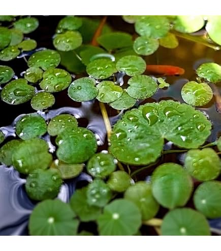 Amazon.co.jp: [水草] 国産 アナカリス10本(おもり付き） 国産 無農薬