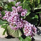 ヒマラヤユキノシタ（ベルゲニア コーディフォリア）3.5号ポット24株セット[グランドカバーに！]