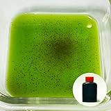 【ミジンコ繁殖セット】タマミジンコ 0.5g+濃縮生クロレラ 30ml+繁殖方法説明書付き