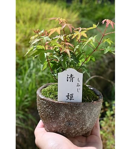 Amazon.co.jp: 獅子頭盆栽 値下げもみじ盆栽 紅葉盆栽 雑木盆栽 小品