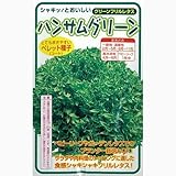 レタス 種 ハンサムグリーン Ｌコート五千粒ビン