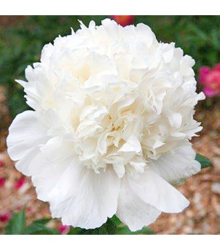 Amazon.co.jp: 選べる「 シャクヤク (芍薬) ポット苗 」12cmポット