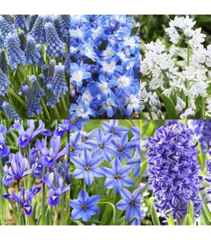 根付き球根　花ニラ12本　特大球根 ご確認ページ　発送済 000000076224-01-l.jpg?t=