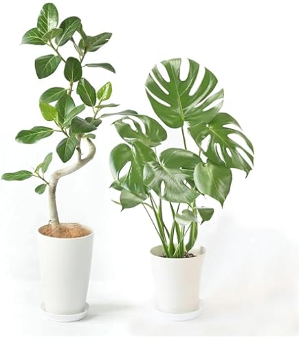 Amazon｜希少☆曲がりが素敵なフィカス・アフリカンプリンス／150cm