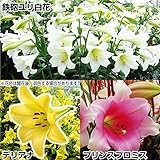 国華園　鉄砲ユリ球根 最強!!鉄砲ユリセット 3種30球