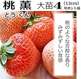 いちご 苗 桃薫 とうくん 4号（直径12cm）ポット苗 1株 イチゴ