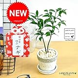 LAND PLANTS 縁結びの木 梛(ナギ) 石模様セメントポット