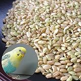 青米・小米 新潟 コシヒカリ 5kg／鳥の餌、飼料用などに