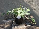アイビー グレイシャー 5本