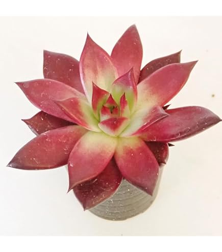 Amazon｜多肉植物 エケベリア 大苗 チワワエンシス錦 覆輪錦｜観葉植物