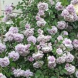 バラ苗 レイニーブルー 国産大苗6号スリット鉢 つるバラ(CL) 四季咲き 紫系