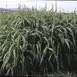 【種 2kg】 ギニアグラス ナツサカリ 早生 酪農 畜産 緑肥 [播種期：5～7月] 雪印種苗 米S代不