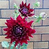 毎年咲くよ 宿根ダリア 黒蝶 直径12cmポット 蕾＆開花状態