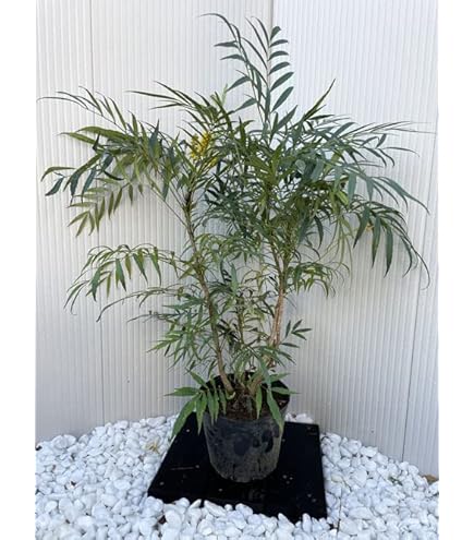 Amazon | ヒイラギナンテン（細葉）/マホニアコンフューサー 低木