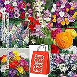国華園　秋植え球根お楽しみ福袋 150球以上 (4品種以上・花色見計らい・名称付)【※発送が国華園からの場合のみ正規品です】