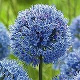 国華園　秋植え球根 アリウム コエルレウム （小輪） 20球【※発送が国華園からの場合のみ正規品です】